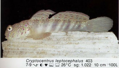 Cryptocentrus leptocephalus